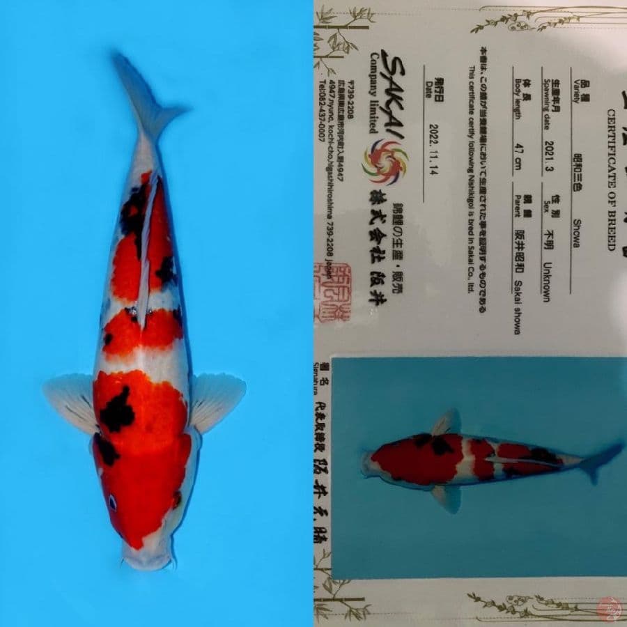 SAKAI SANDAN SHOWA 47CM