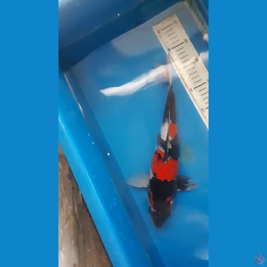 Showa 33cm
