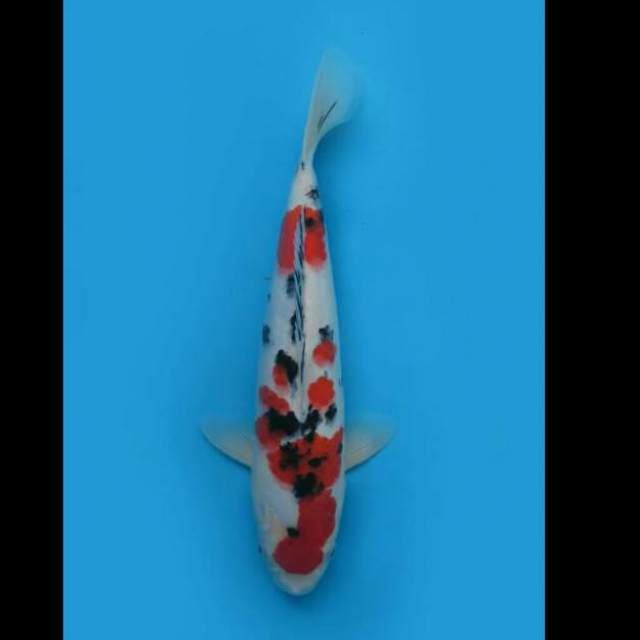 32cm Male - Taisho Sanke Sq