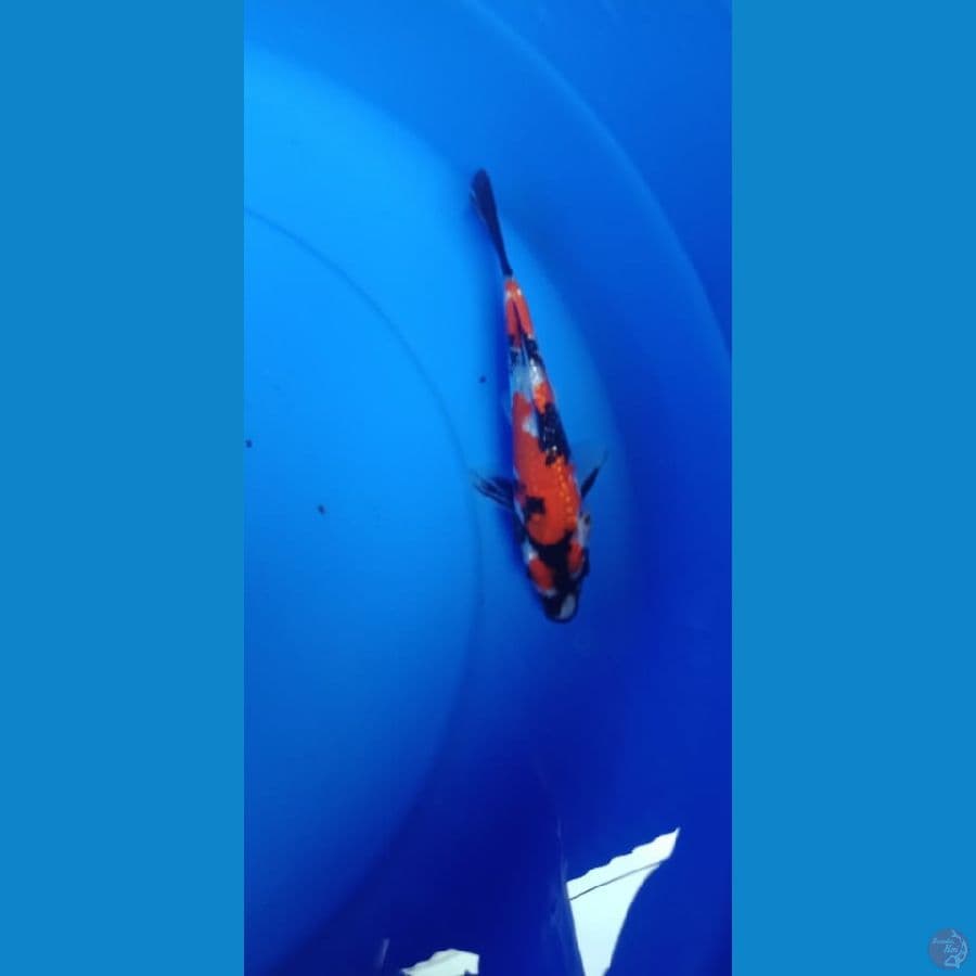 showa ginrin 17 cm
