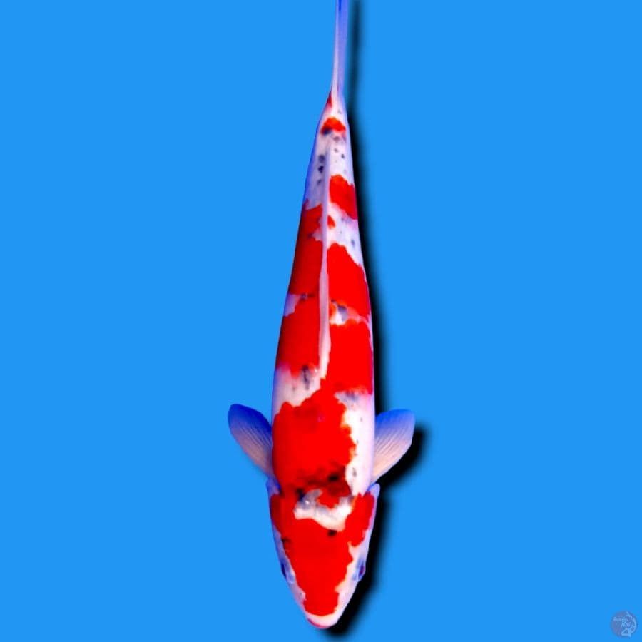 EPICRARE ~ Red Ghosiki Jantan 35cm