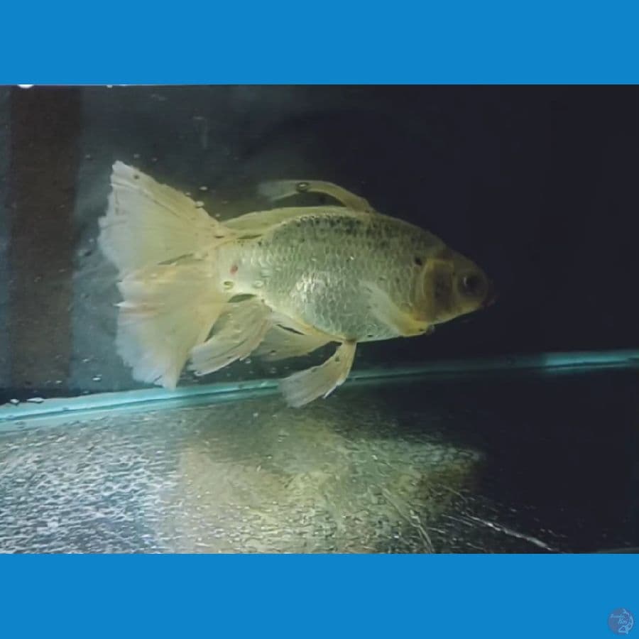 shotbodiy 40 cm