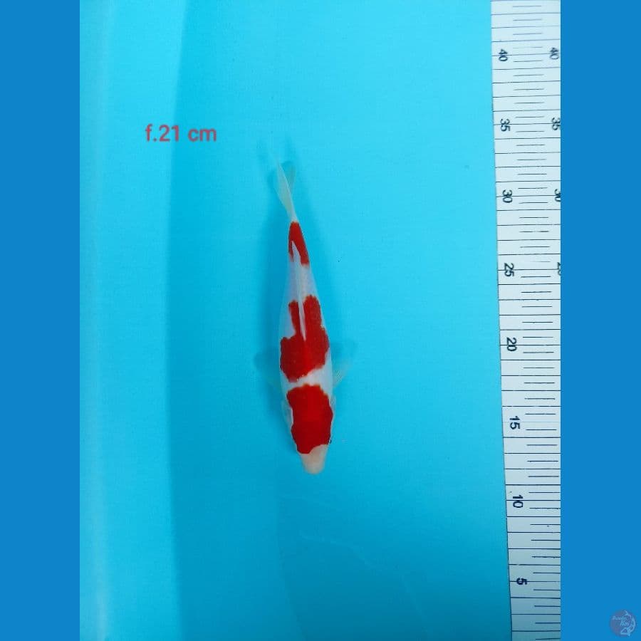 kohakhu 21 cm