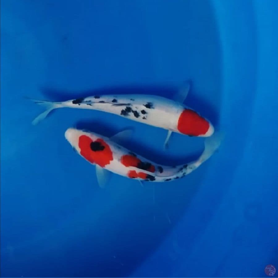 yin yang