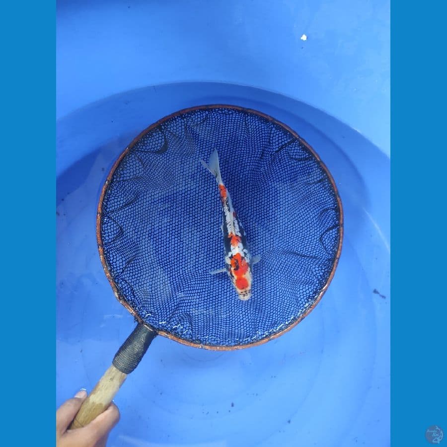 MARUTEN ANTIC BENIKUMON 25 CM