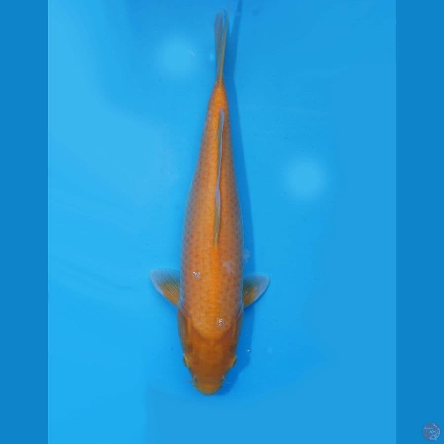 Karasi Manggo 38cm