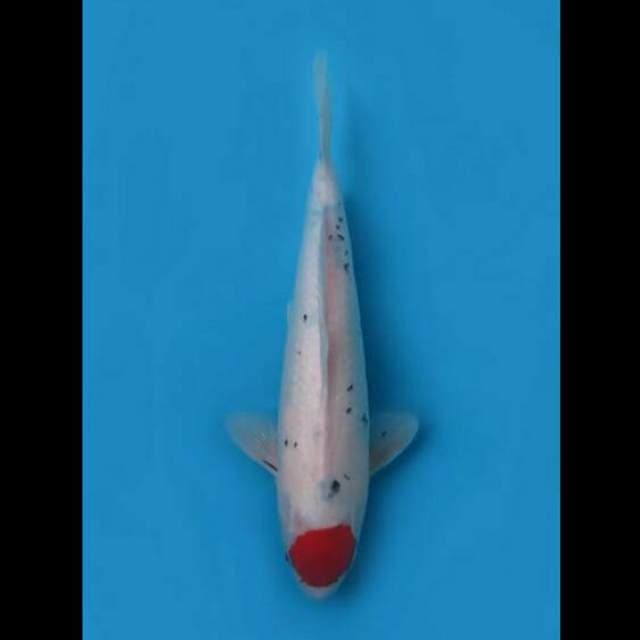 34cm Female - Red Tancho Sanke