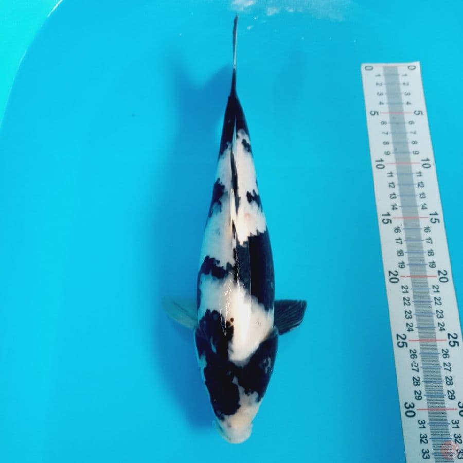 SHIRO//FM/33 CM