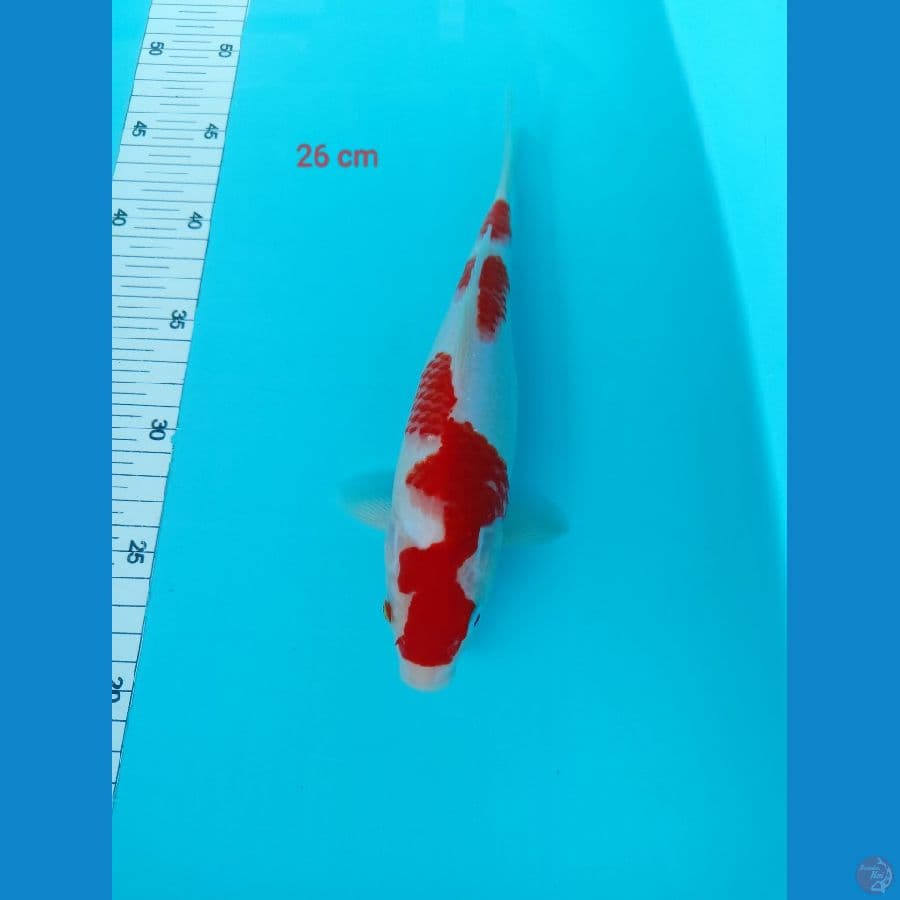 strong kohakhu 26 cm