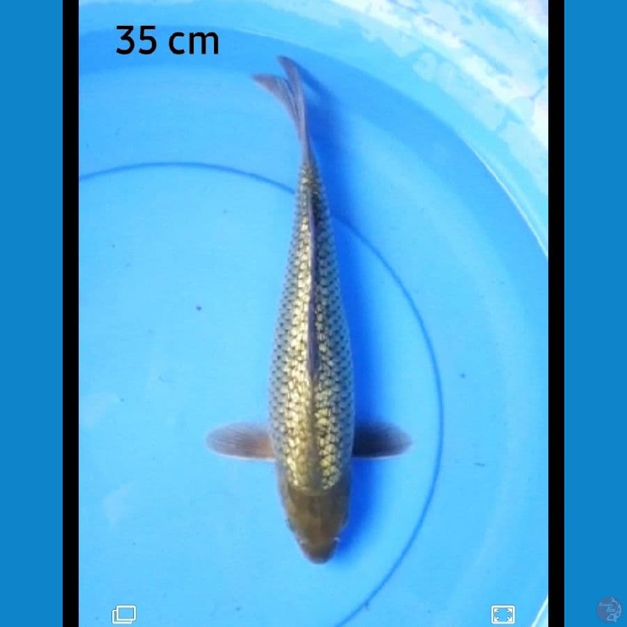 Blackdiamond 35 cm