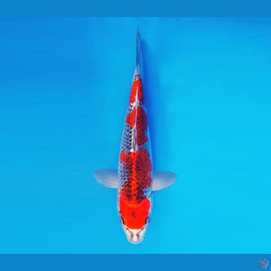 AKIRA 1 - Goshiki 35 cm/fm ®