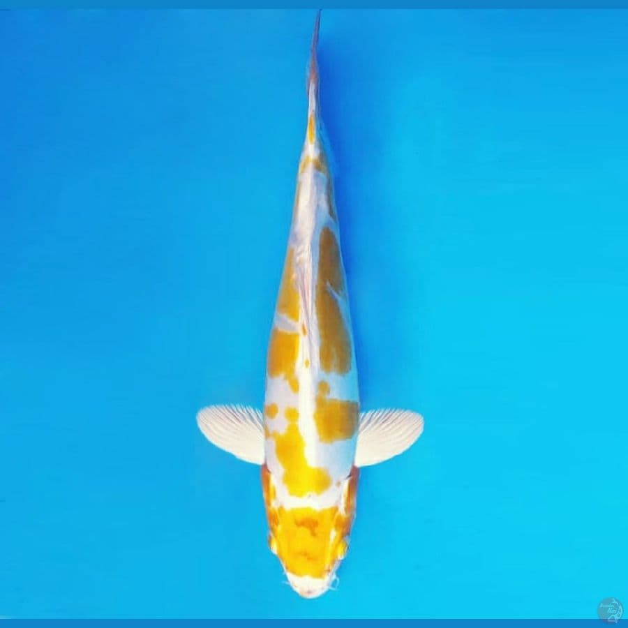 AKIRA 5 - Hariwake Doitsu 34 cm/male ®