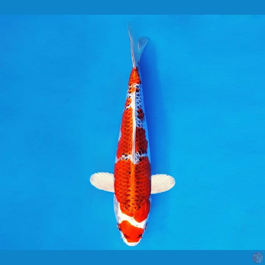 AKIRA 11- Kujaku 30 cm/fm ®