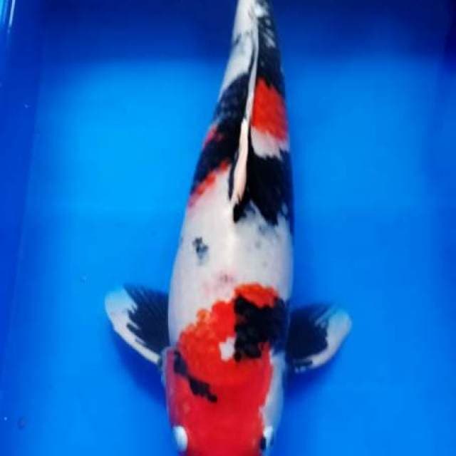 Super showa istimewa F1 52cm mascot kolam pejantan super