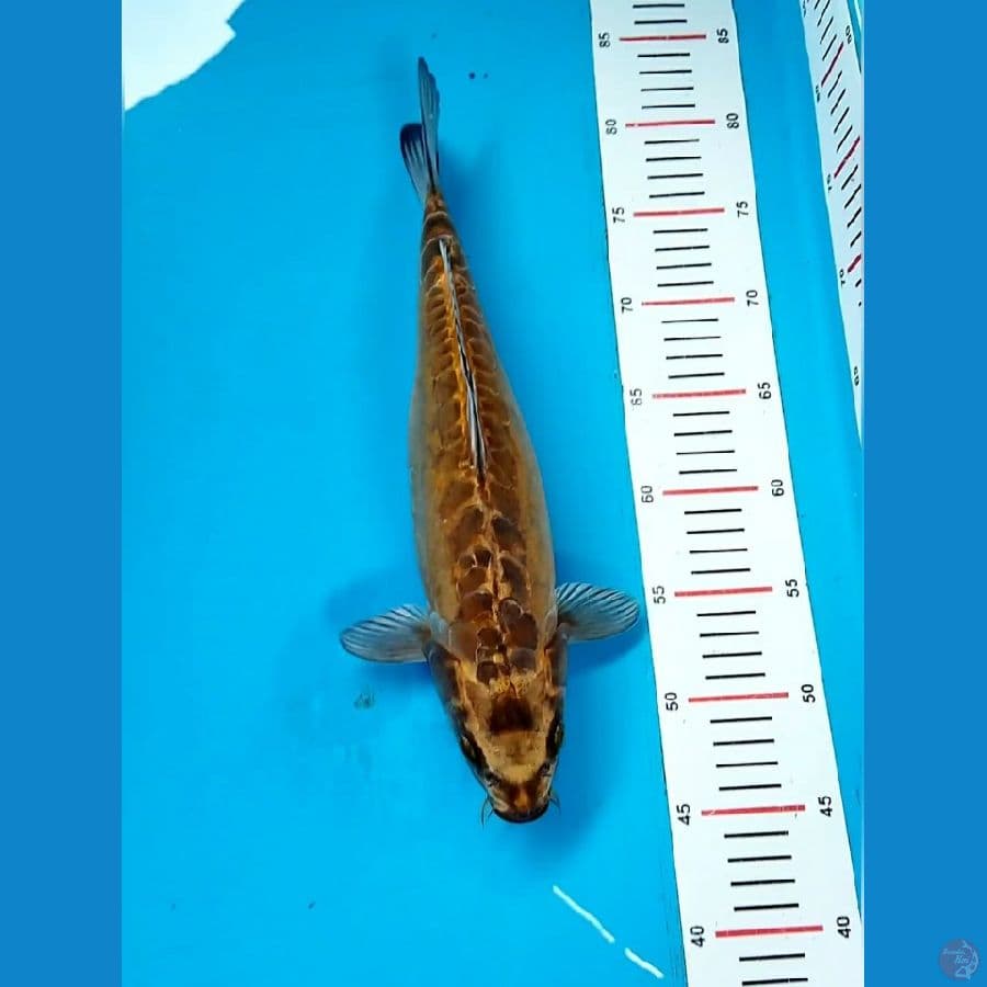 kikokuryu 35cm
