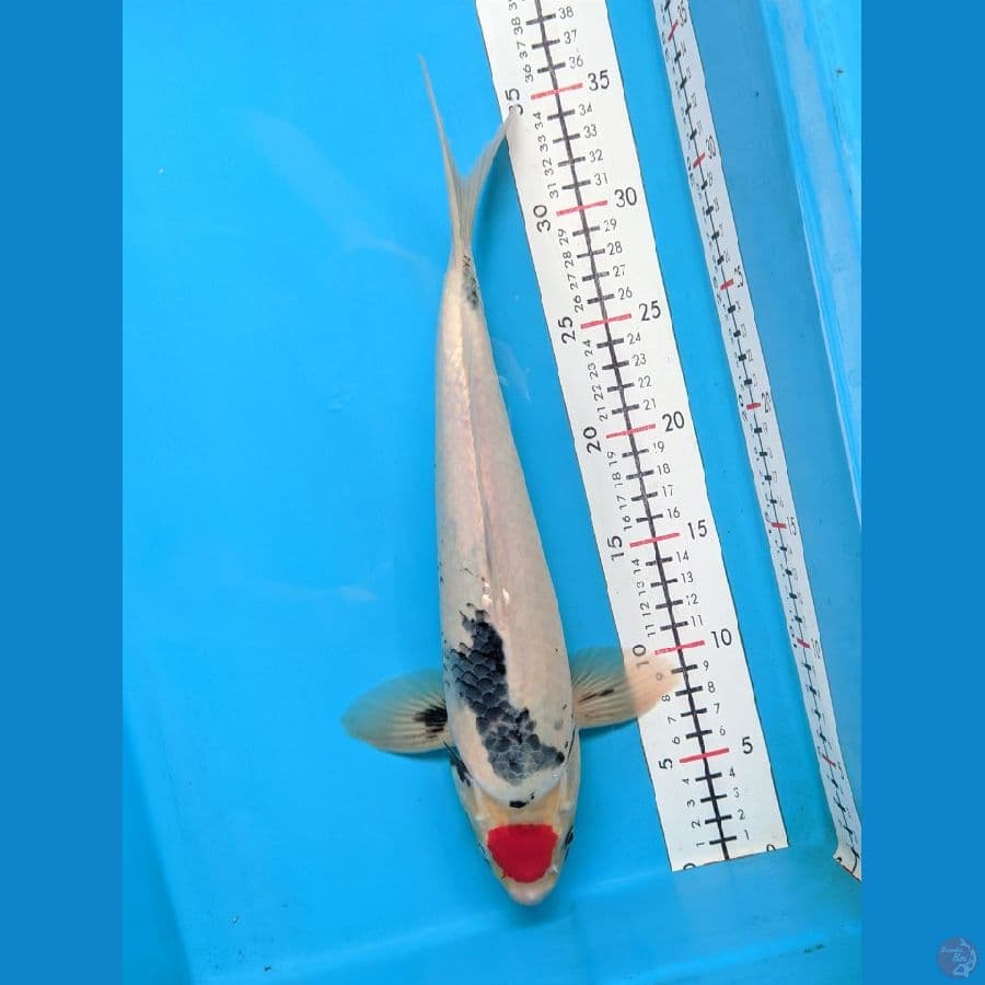 TANCHO SHOWA 35CM MALE