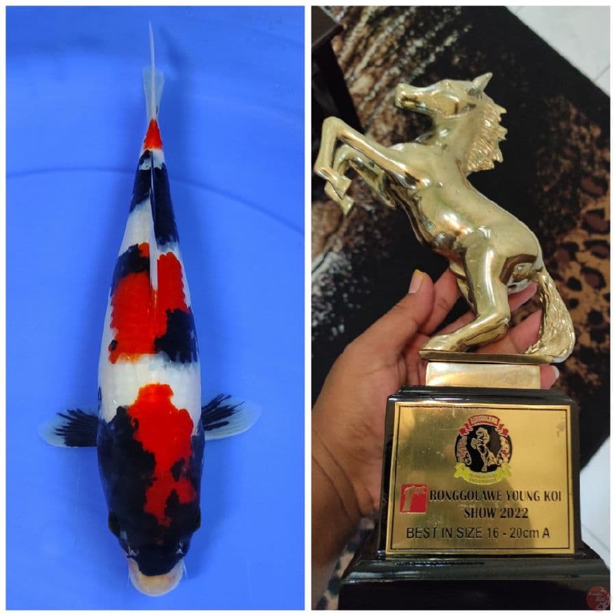 30cm prestasi