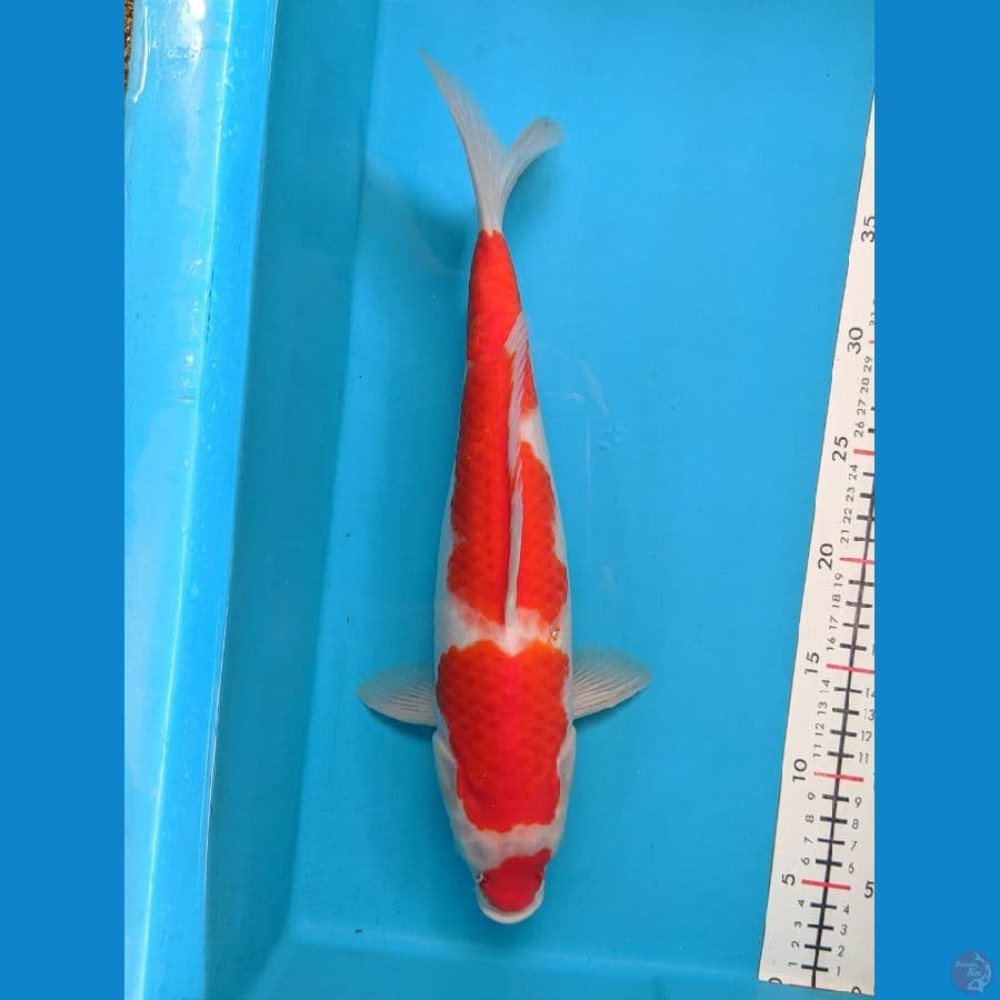 KOHAKU 36CM FEMALE