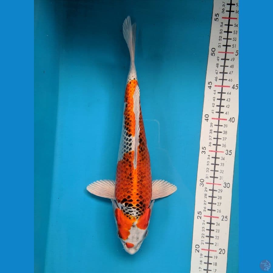 KUJAKU FEMALE 33CM
