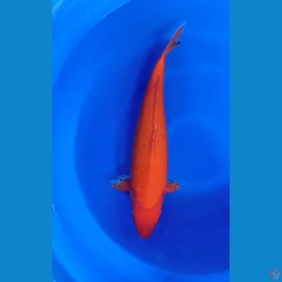Benigoi jumbo 50cm