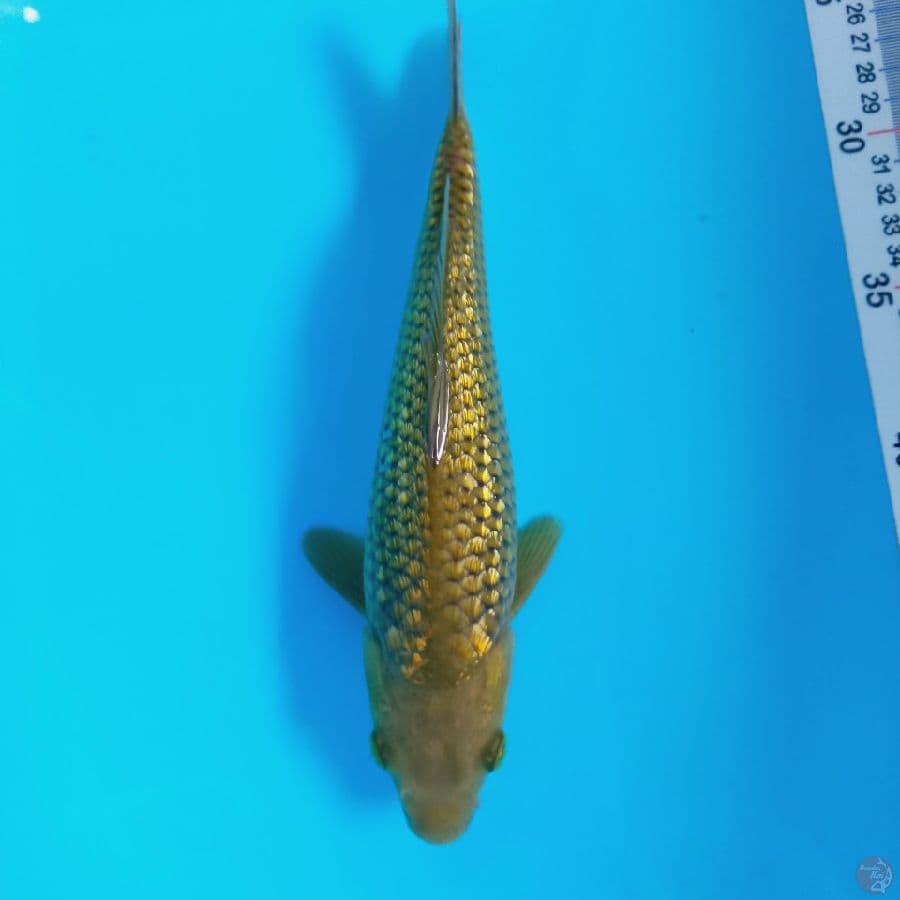 MIDORI GINRIN//ML/25 CM