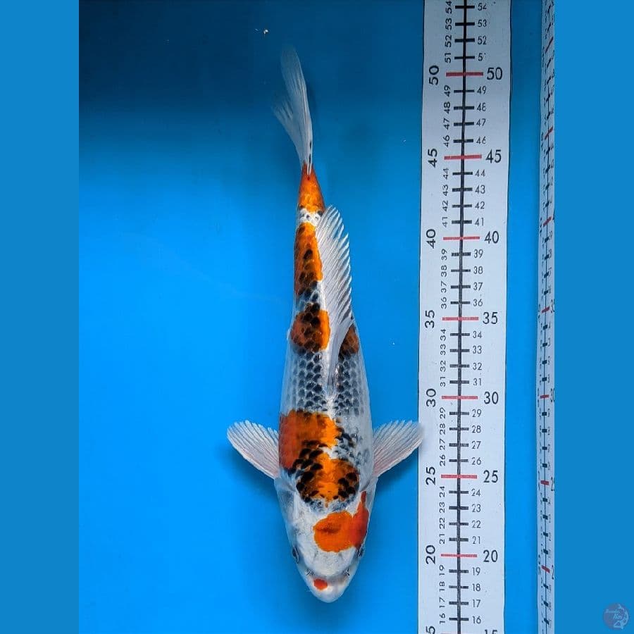KUJAKU 32CM FEMALE