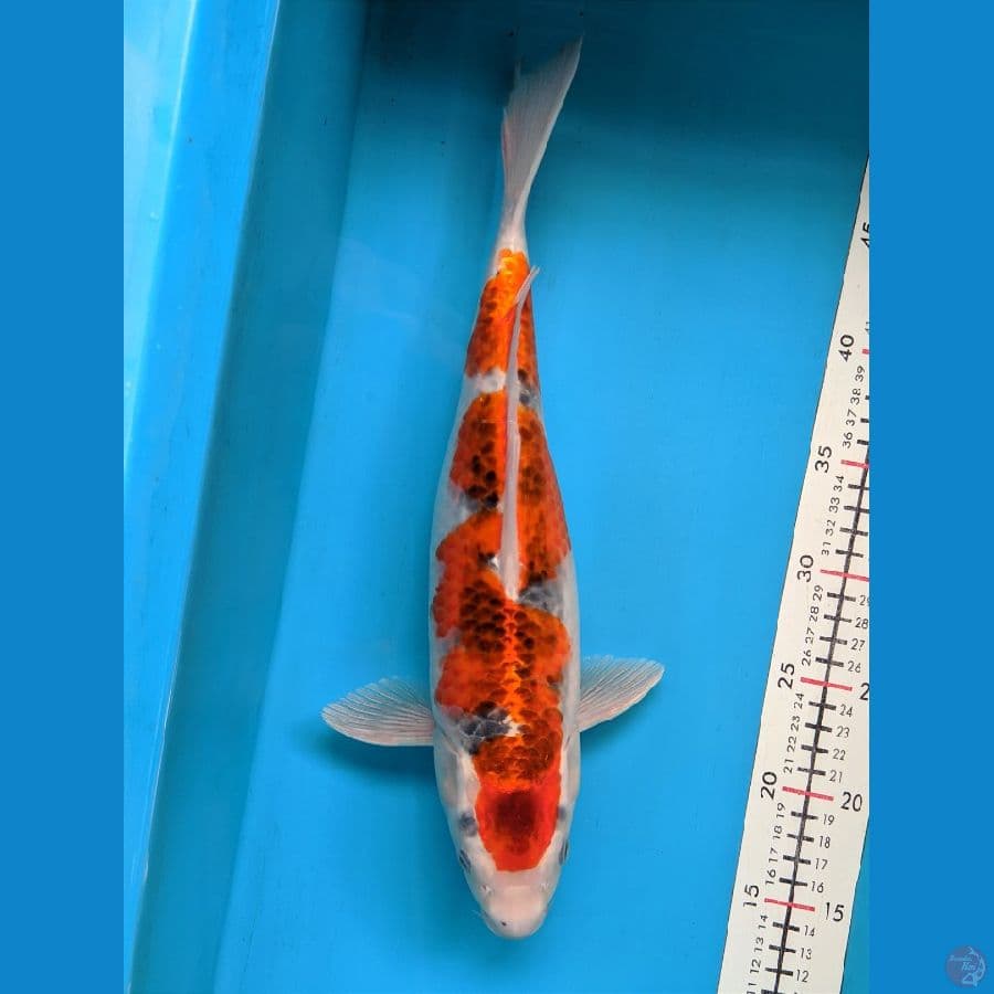 GOSHIKI 35CM FEMALE