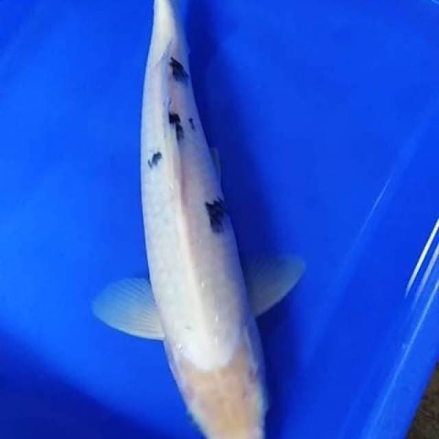 Shiro bekko