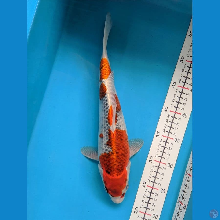 GOSHIKI 32CM FEMALE