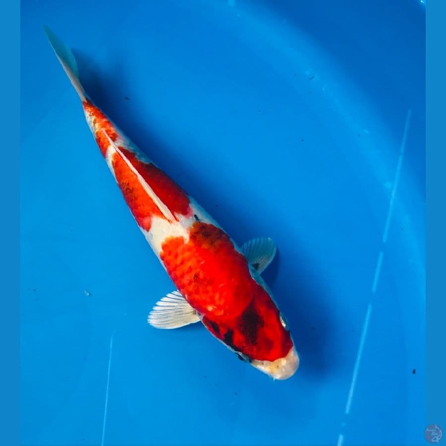kin showa / showa hikari 22cm