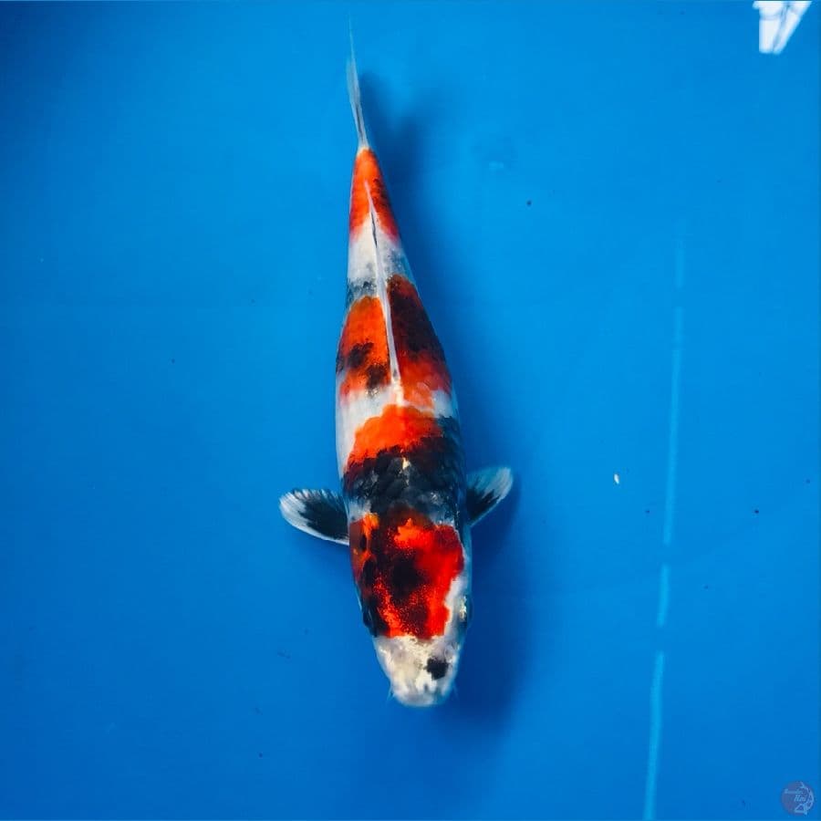 kin showa / showa hikari 19cm