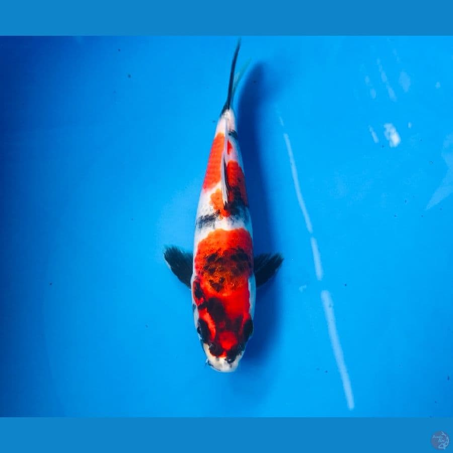 kin showa 19cm