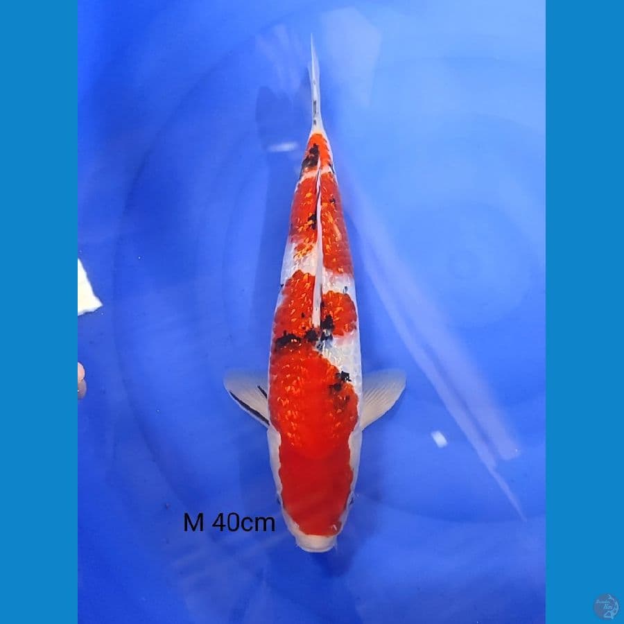 Sanke Ginrin , male 40cm