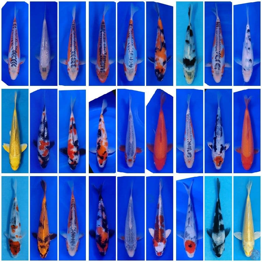 Koi Import Jepang (All Japan, Breeder Certified) Paket 27 Ekor