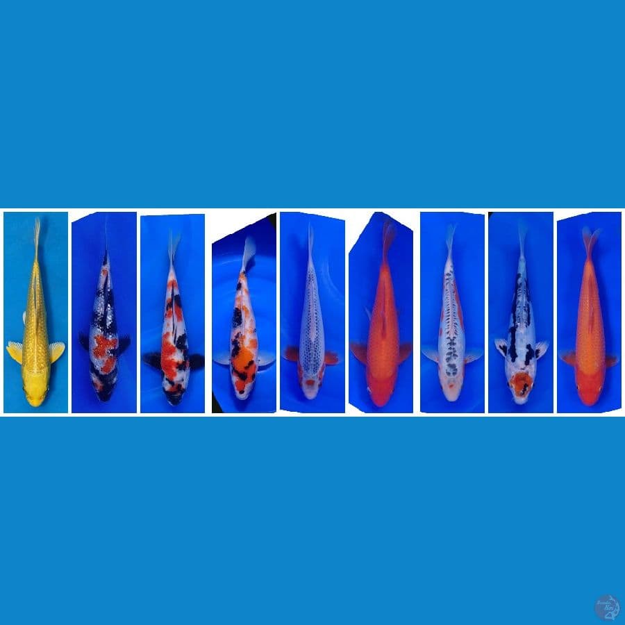 Koi Import Jepang (All Japan, Breeder Certified) Paket 27 Ekor