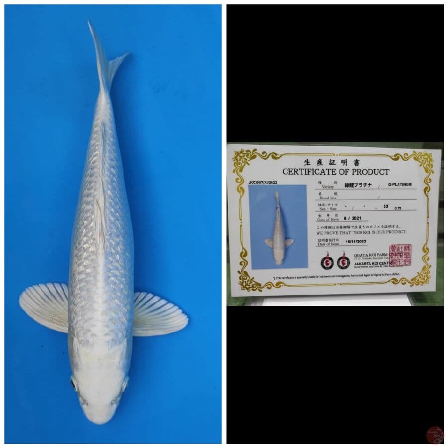 Ogata Platinum Ginrin