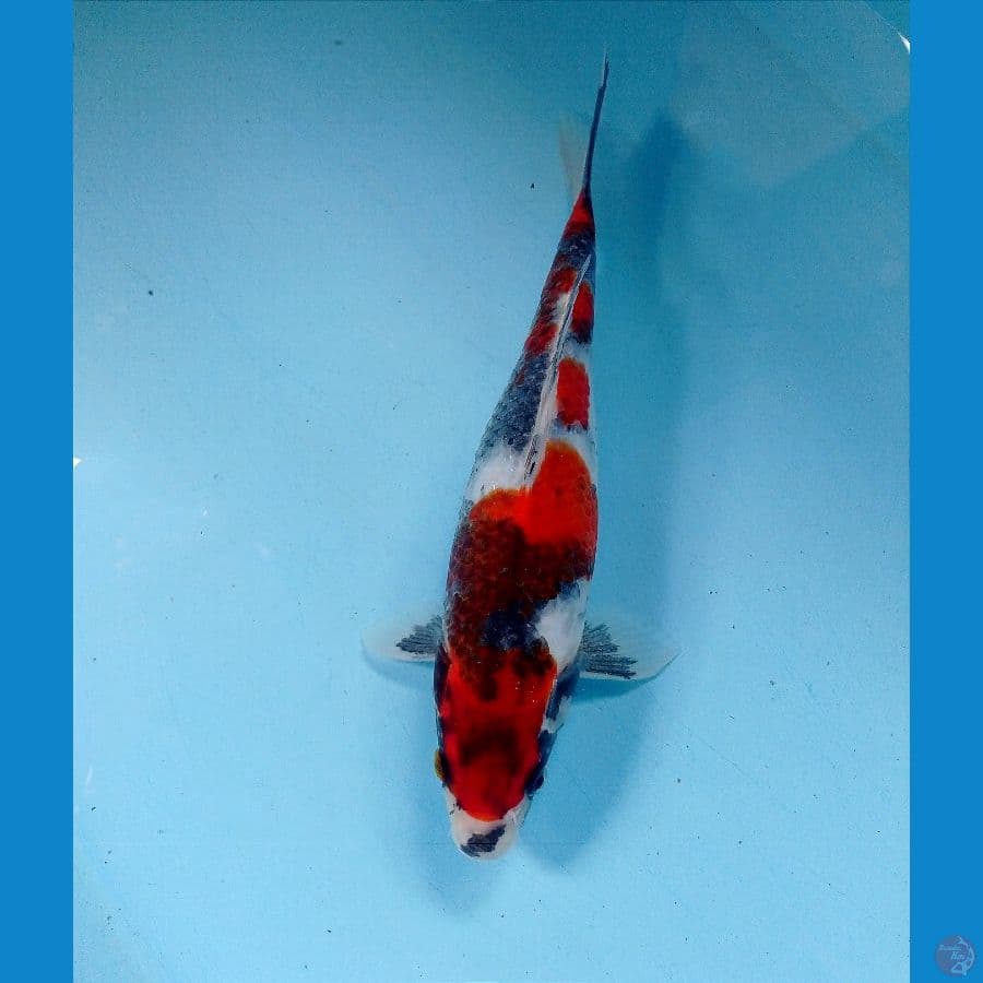 showa 25 cm