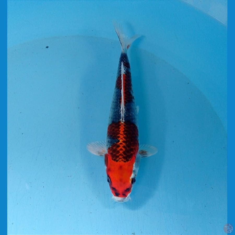 beny gingga 21 cm