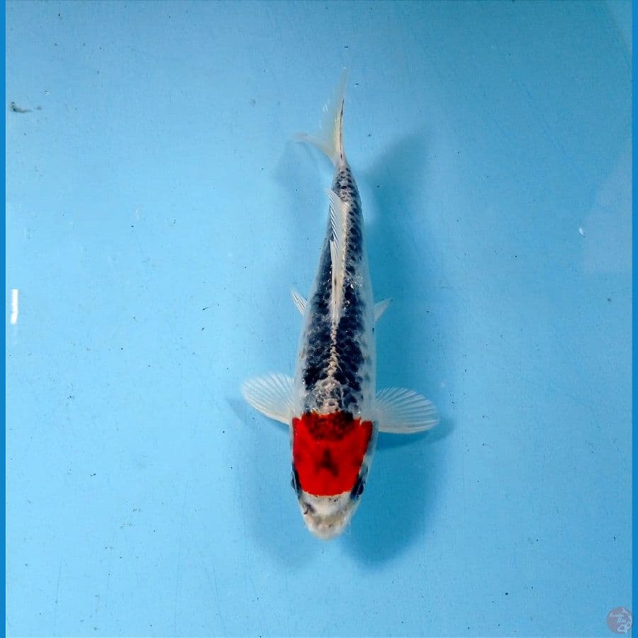 tc kujaku 16 cm