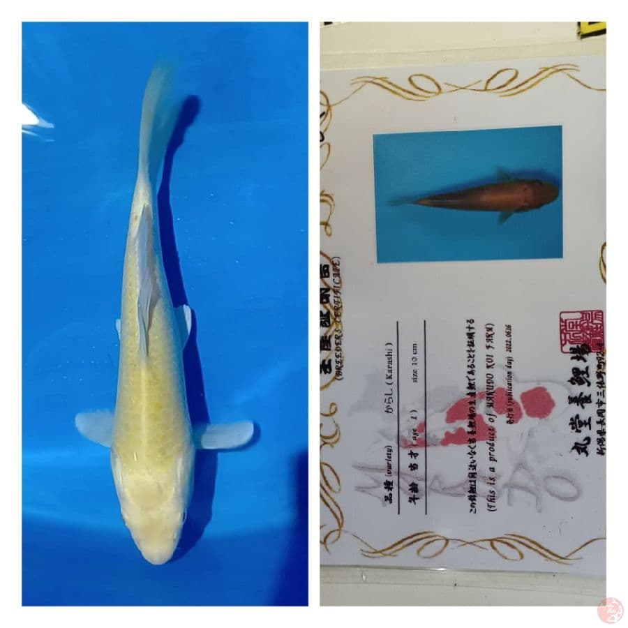 serti karasi mm 30 bu male