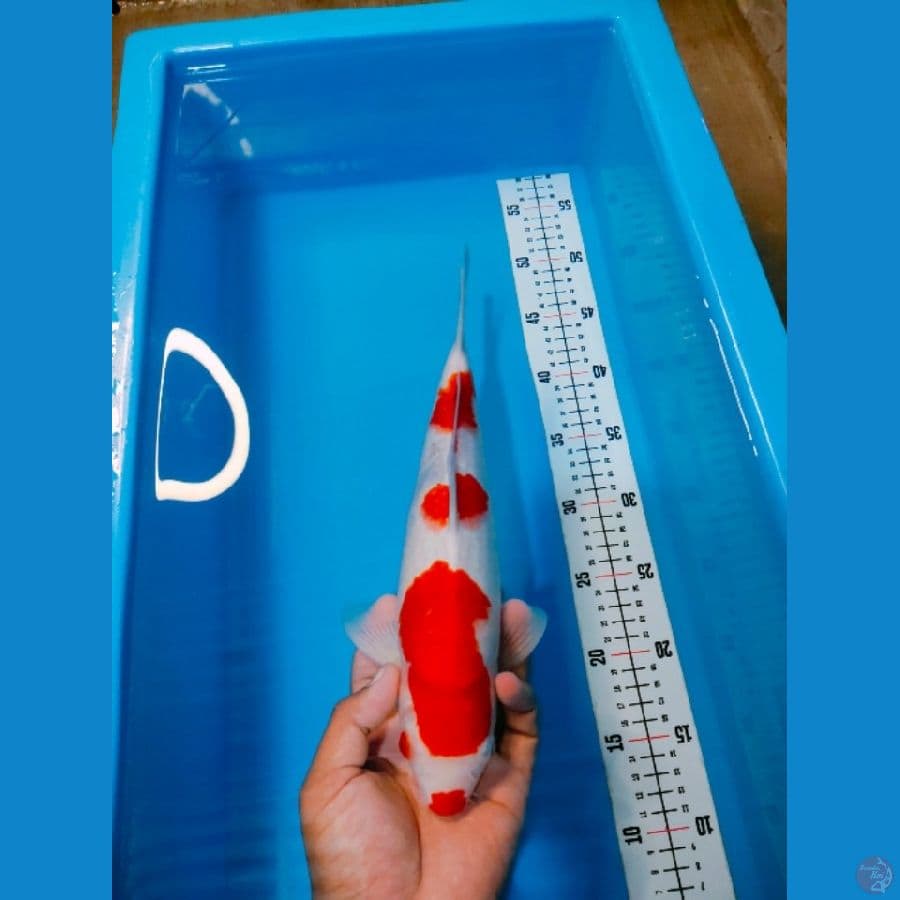 KOHAKU KUCIBENI