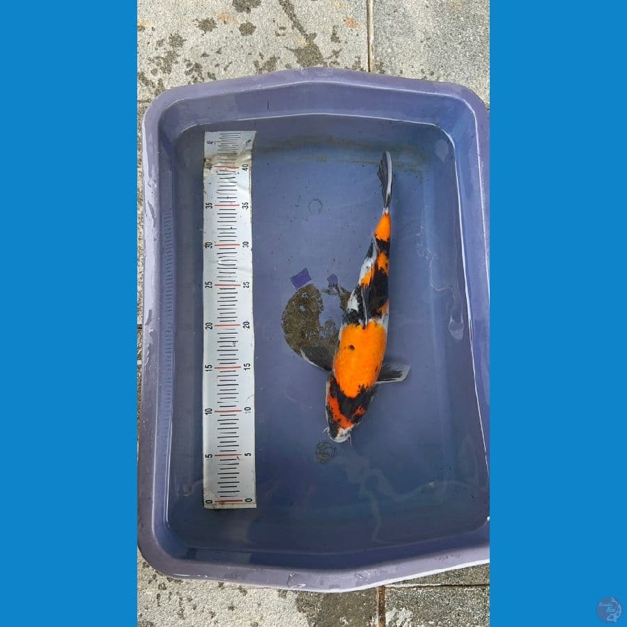 showa 34 cm