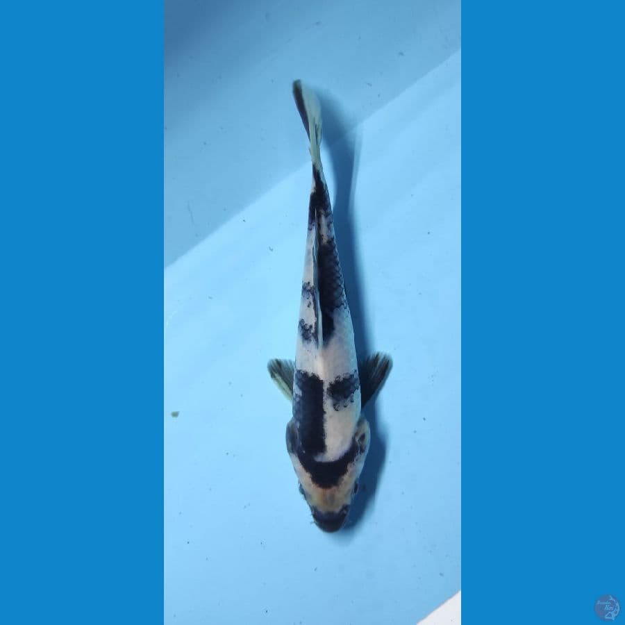 14cm