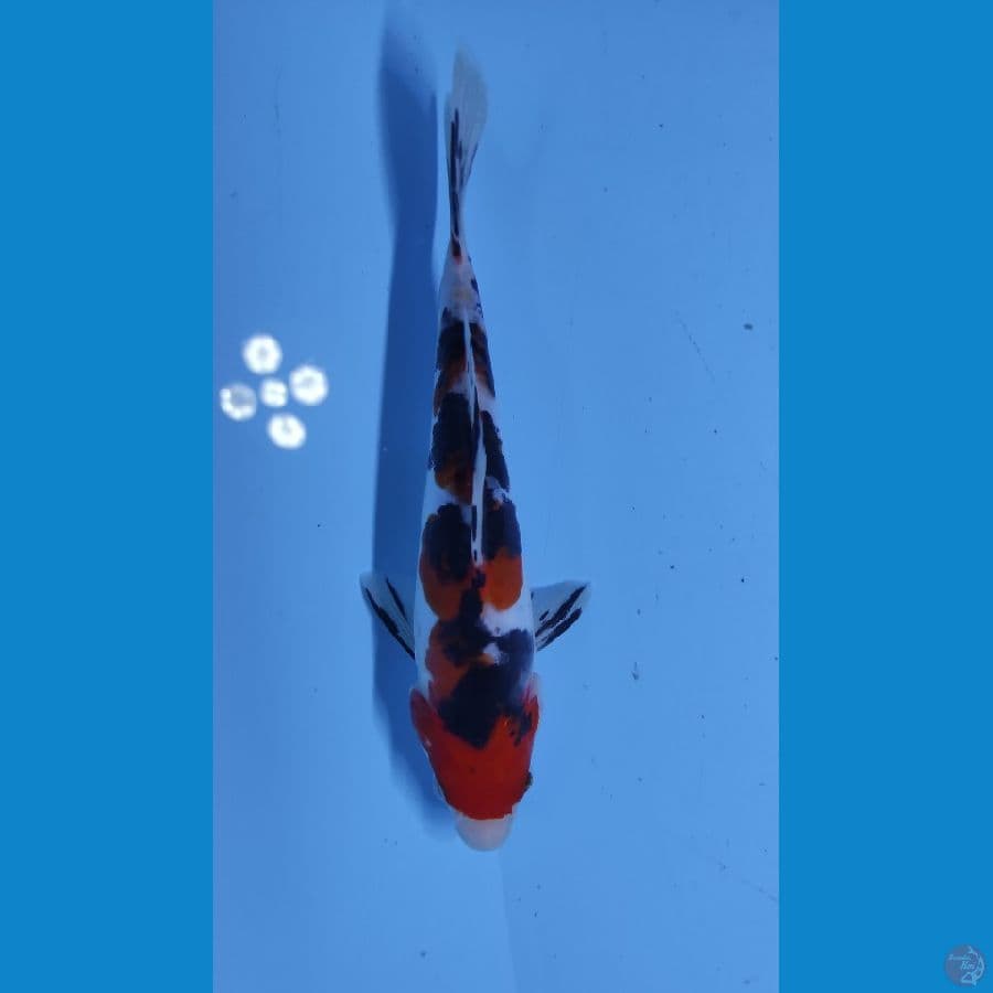 original doit 20cm