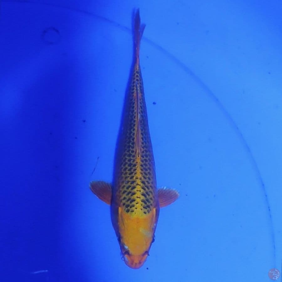 MATSUBA 21CM