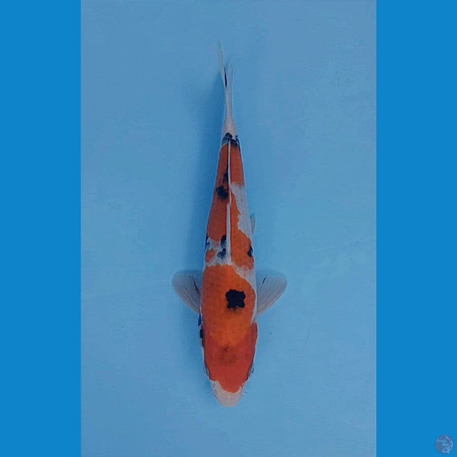 SANKE NIDAN PROSPEK 26CM