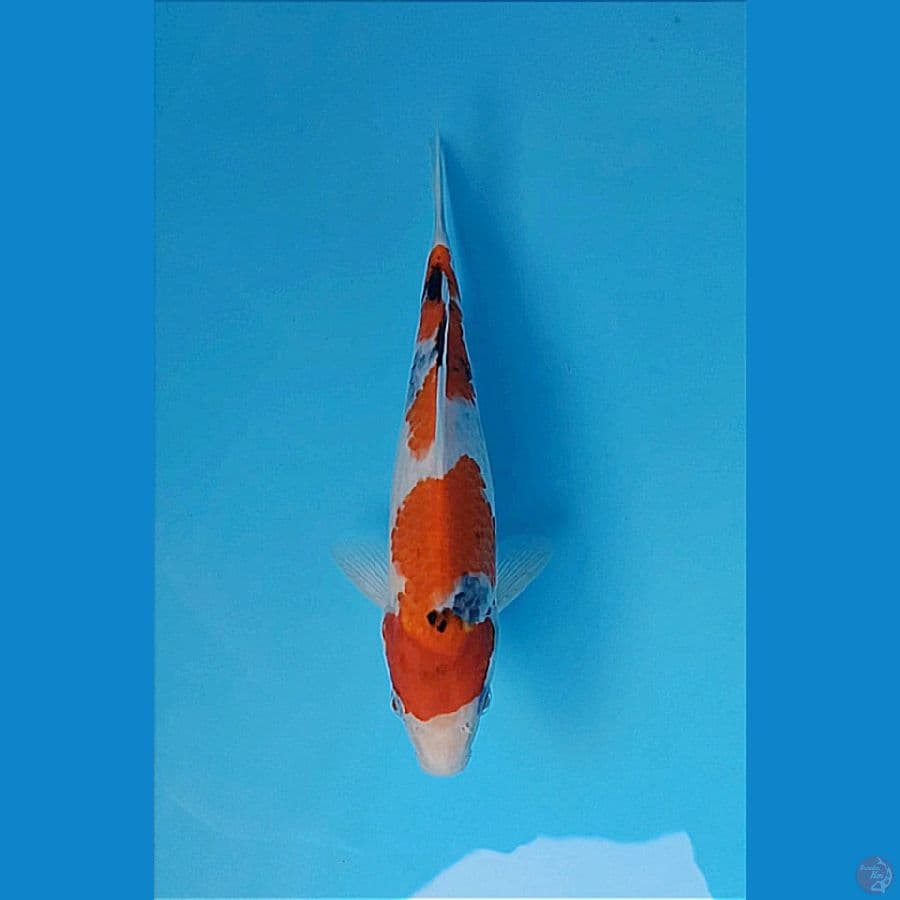 SHOWA SUMI PROGRESS 26CM