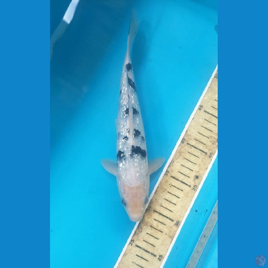 Bekko ginrin 27cm