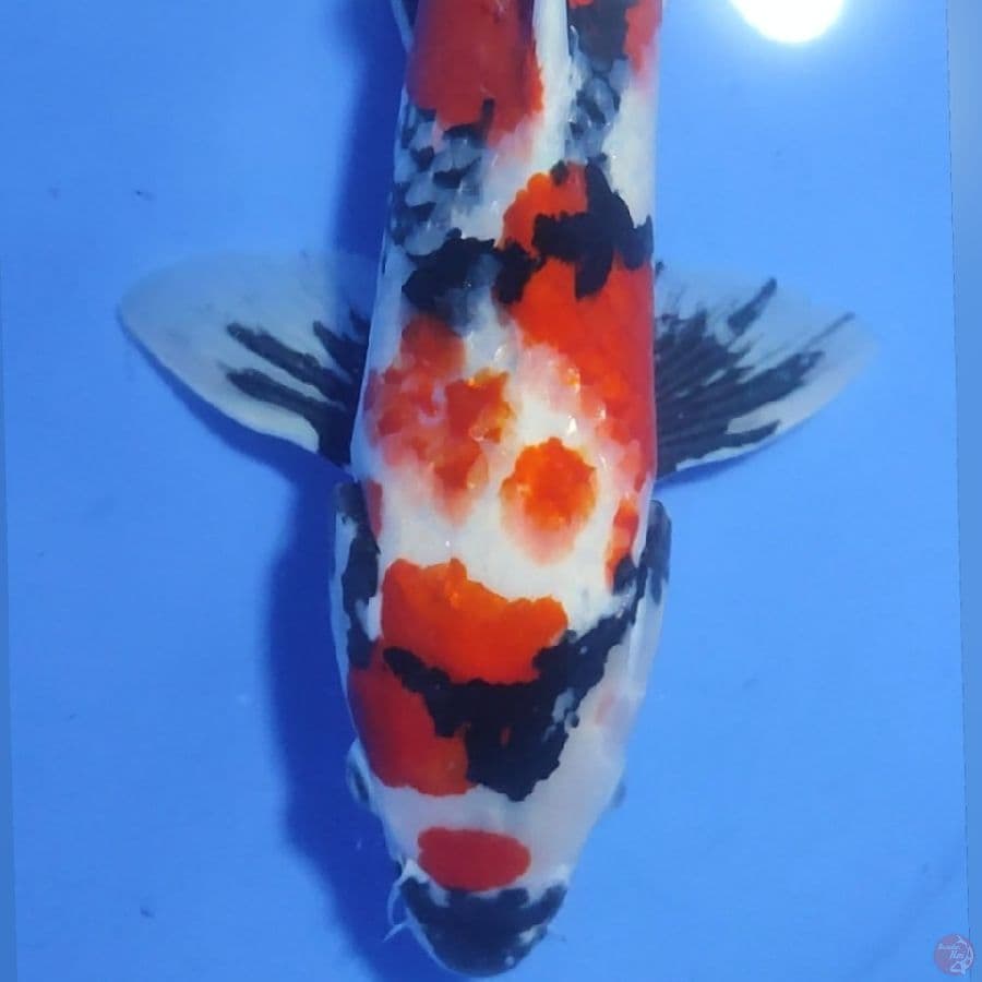 SHOWA 45CM