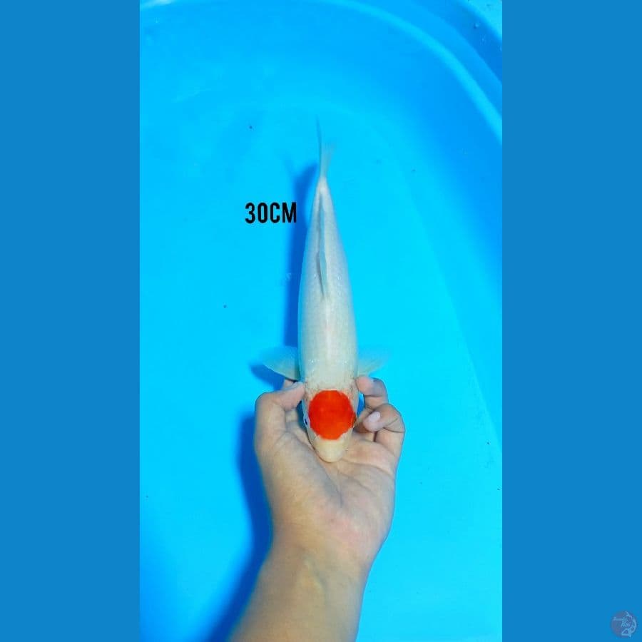 30Cm #TANCHO KOHAKU